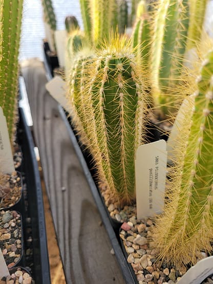 Pilosocereus albisummus (GO 265)