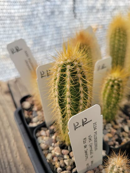 Pilosocereus albisummus (GO 265)