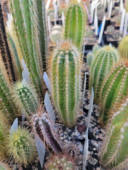 Pilosocereus albisummus (GO 265)