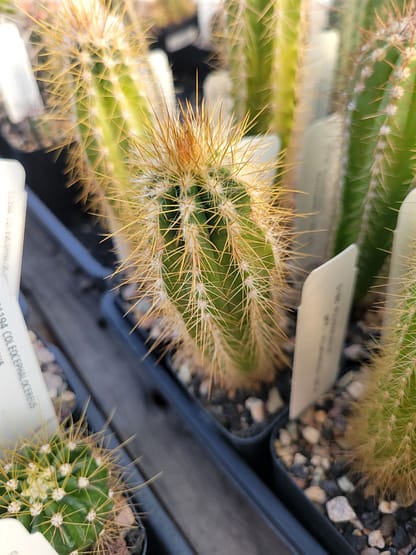 Pilosocereus albisummus (GO 265)