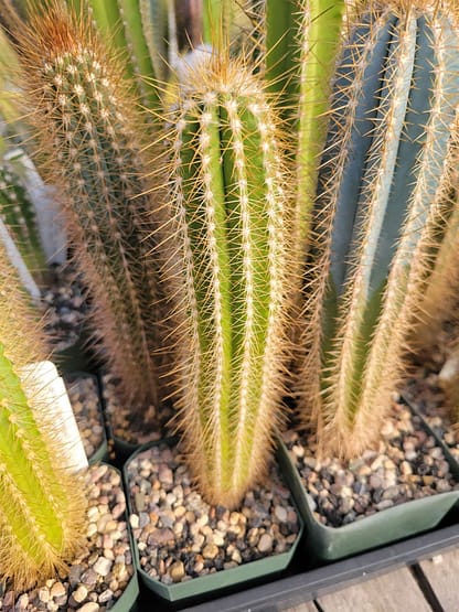 Pilosocereus albisummus (GO 265)
