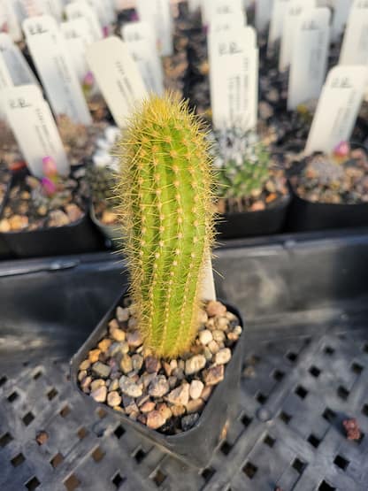 Pilosocereus aurisetus ssp. supthutianus (GO 54)