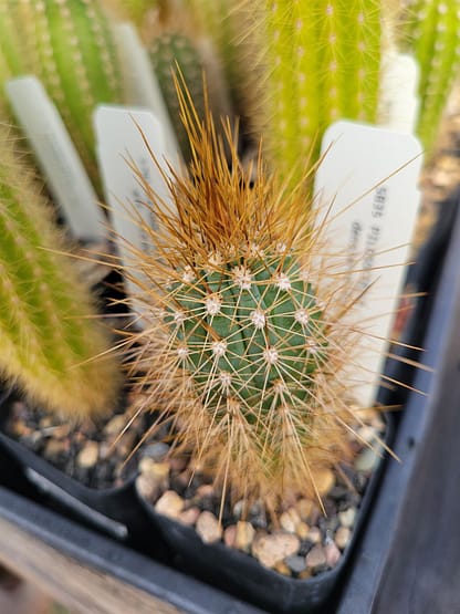 Pilosocereus densiareolatus (GO 21)