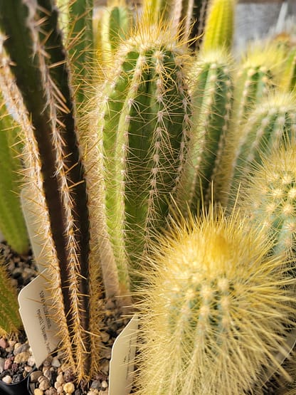 Pilosocereus albisummus (GO 265)