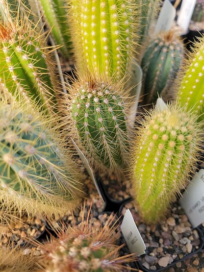 Pilosocereus aff. diersianus (GO 271)