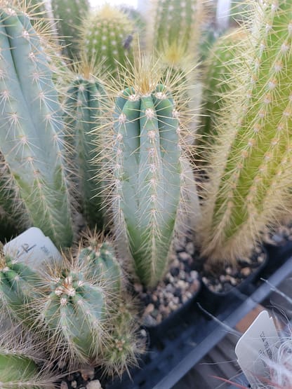 Pilosocereus cf. pachycladus (ex P. glaucochrous)