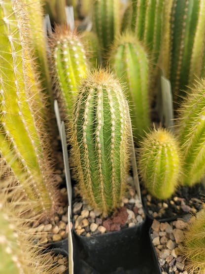 Pilosocereus hermii (GO 267)