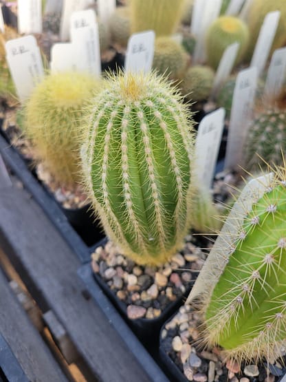 Pilosocereus hermii (GO 267)