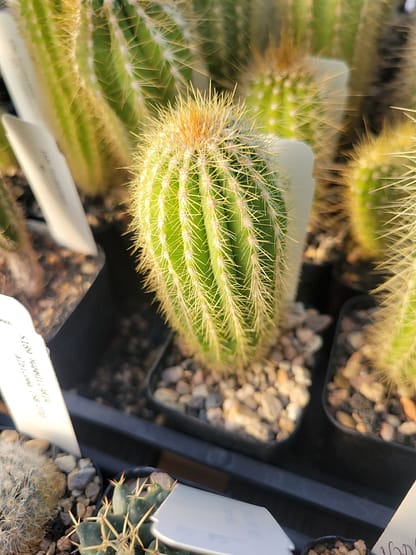 Pilosocereus hermii (GO 267)