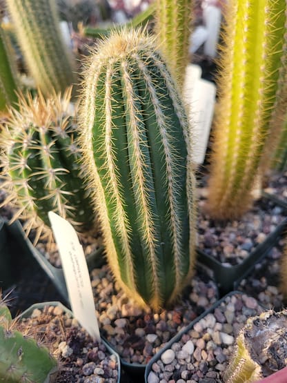 Pilosocereus hermii (GO 267)