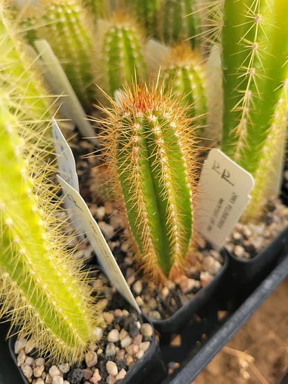 Pilosocereus machrisii (GO 396)