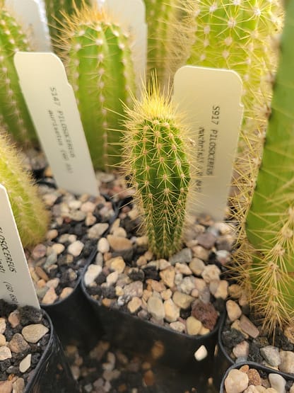 Pilosocereus machrisii (GO 843)