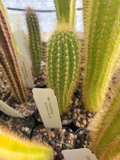 Pilosocereus machrisii (GO 839)
