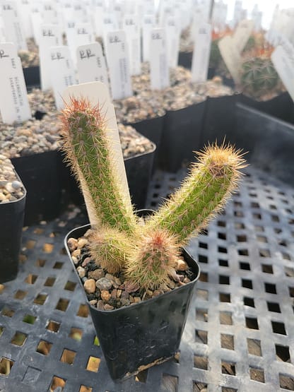 Pilosocereus parvus (GO 283)