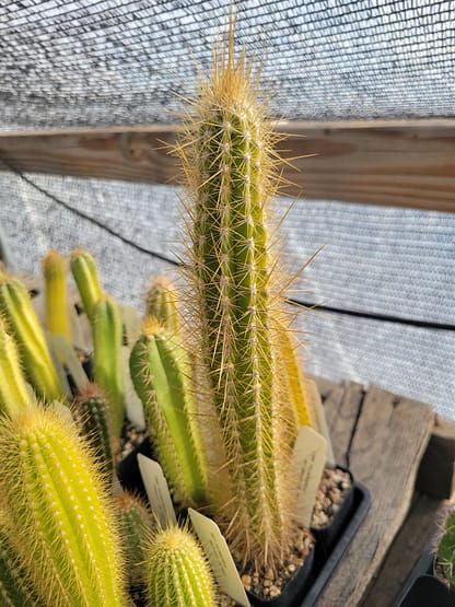 Pilosocereus polygonus (JQ 13)
