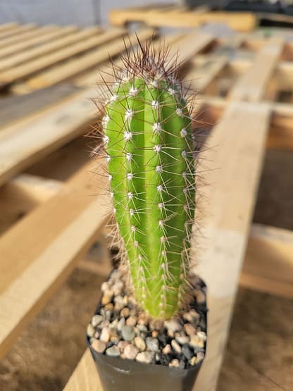 Pilosocereus fulvilanatus (GO 789)