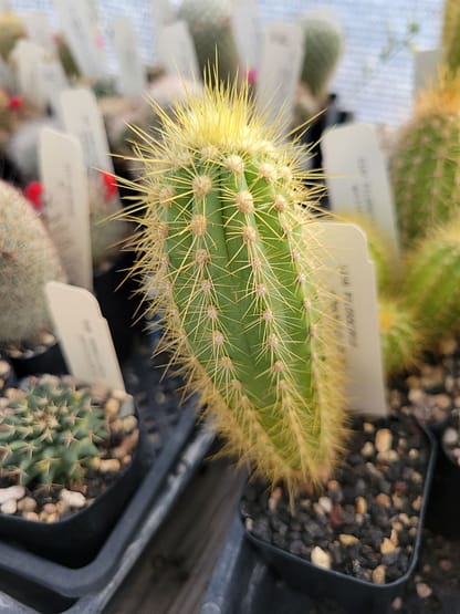 Pilosocereus schoebelii (GO 14)
