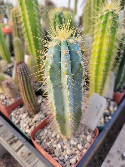 Pilosocereus cf. pachycladus
