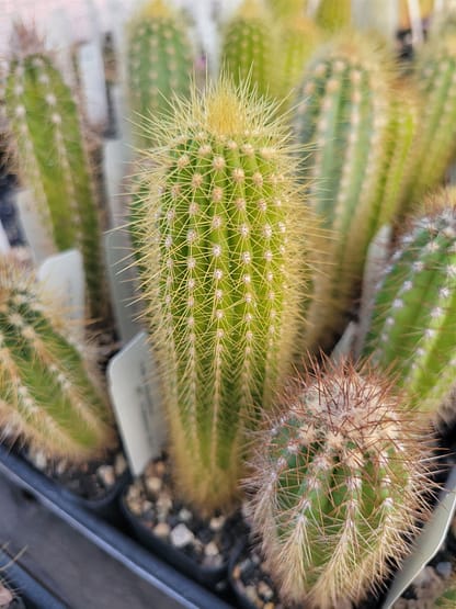 Pilosocereus vilaboensis (GO 853)