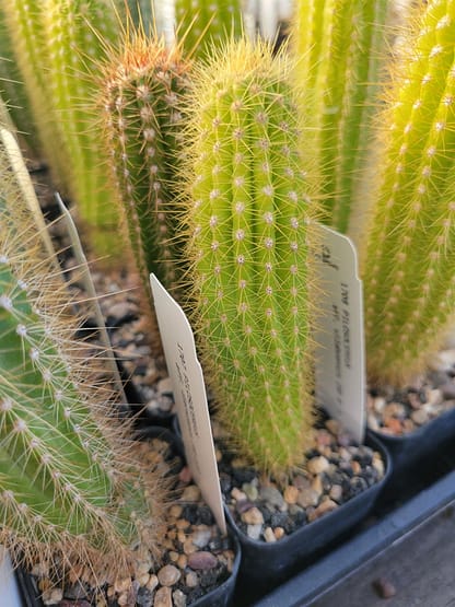 Pilosocereus vilaboensis (GO 853)