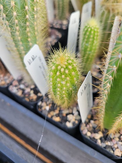 Pilosocereus vilaboensis (GO 853)