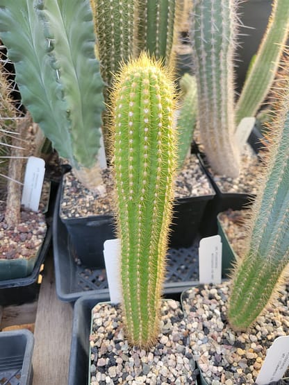 Pilosocereus vilaboensis (GO 853)