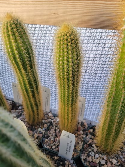 Pilosocereus vilaboensis (GO 853)