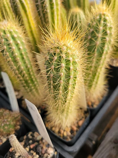 Xiquexique (Pilosocereus) frewenii (GO 407)