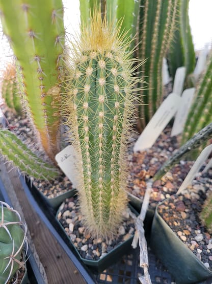 Xiquexique (Pilosocereus) frewenii (GO 407)