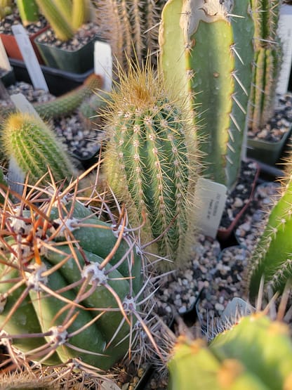 Xiquexique (Pilosocereus) frewenii (GO 407)