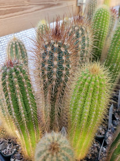 Xiquexique (Pilosocereus) gounellei (GO 84)
