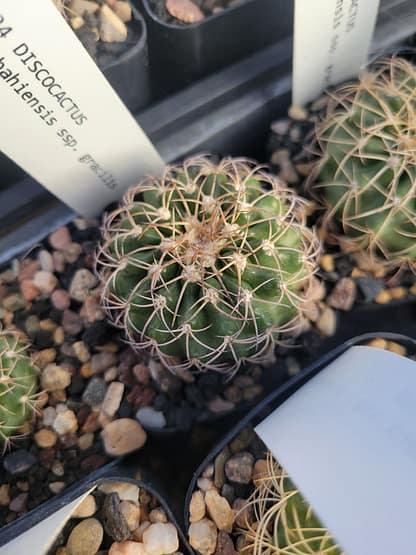 Discocactus bahiensis ssp. gracilis (HU 485)