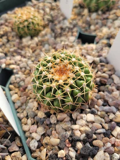 Discocactus hartmannii (MH 854)