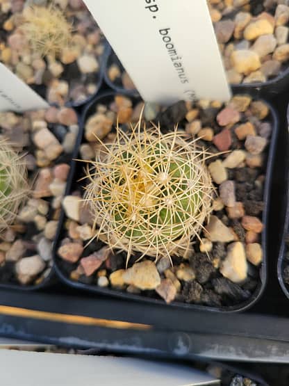 Discocactus zehntneri ssp. boomianus (MH 638)