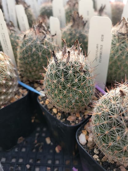 Escobaria tuberculosa var. varicolor