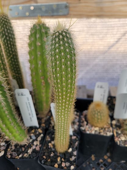 Weberbauerocereus albus (RH 5562a)
