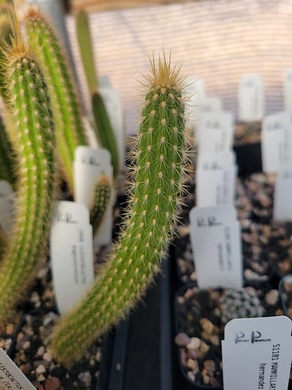 Cleistocactus angosturensis