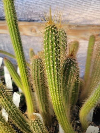 Cleistocactus ayopayanus (RH 5082)