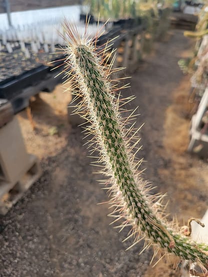 Cleistocactus baumannii var. paraguariensis (HU 697)