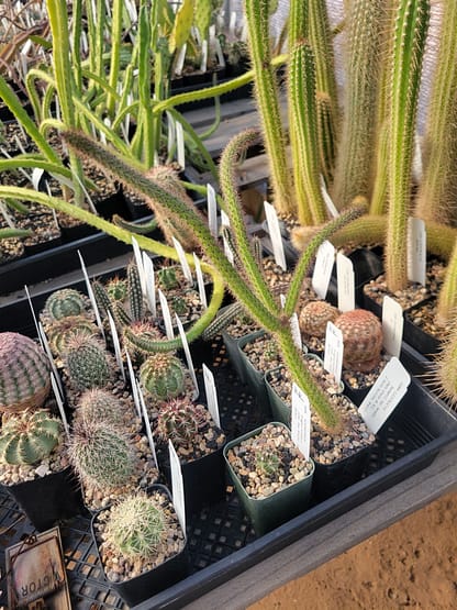 Cleistocactus baumannii ssp. horstii (with locality)