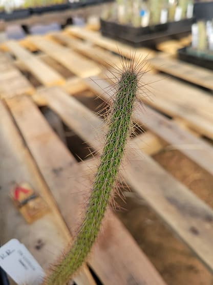 Cleistocactus baumannii