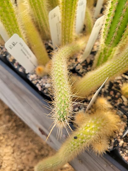 Cleistocactus baumannii