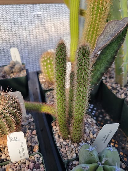 Cleistocactus baumannii