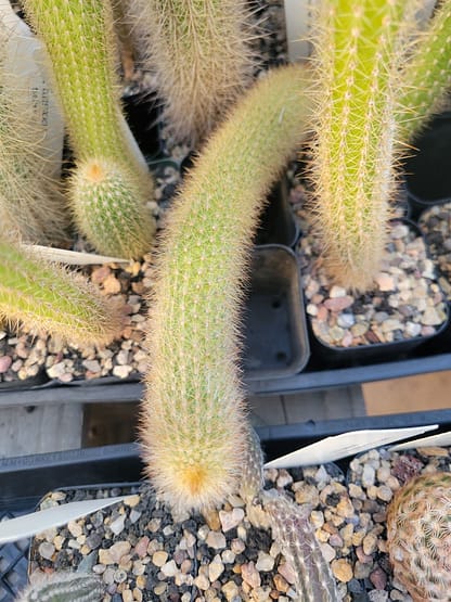 Cleistocactus brookeae ssp. vulpis-cauda