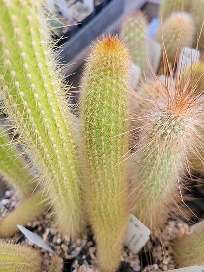 Cleistocactus brookeae ssp. vulpis-cauda