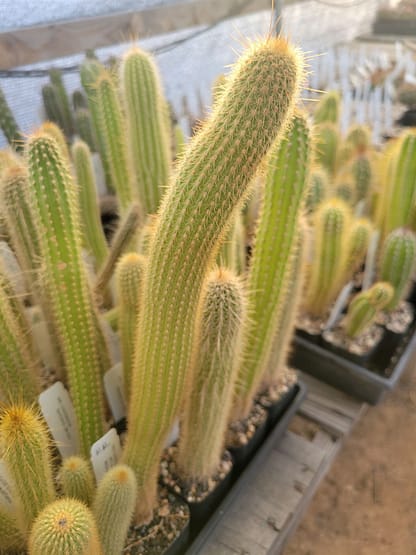 Cleistocactus aff. buchtienii (with locality)