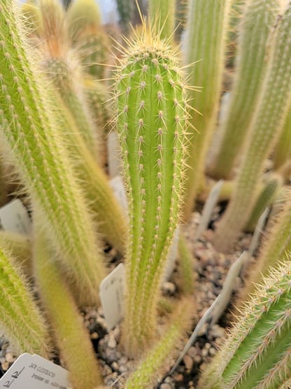 Cleistocactus buchtienii (MN 611)