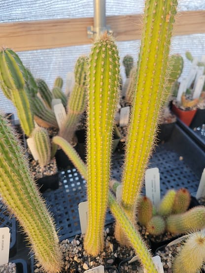 Cleistocactus buchtienii (MN 611)