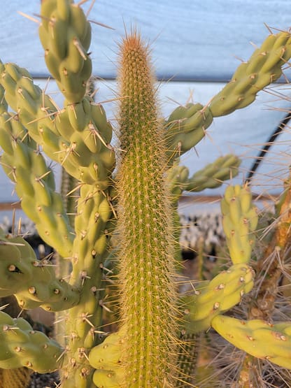 Cleistocactus cf. buchtienii