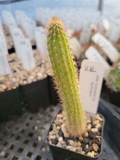 Cleistocactus buchtienii (decumbent form)